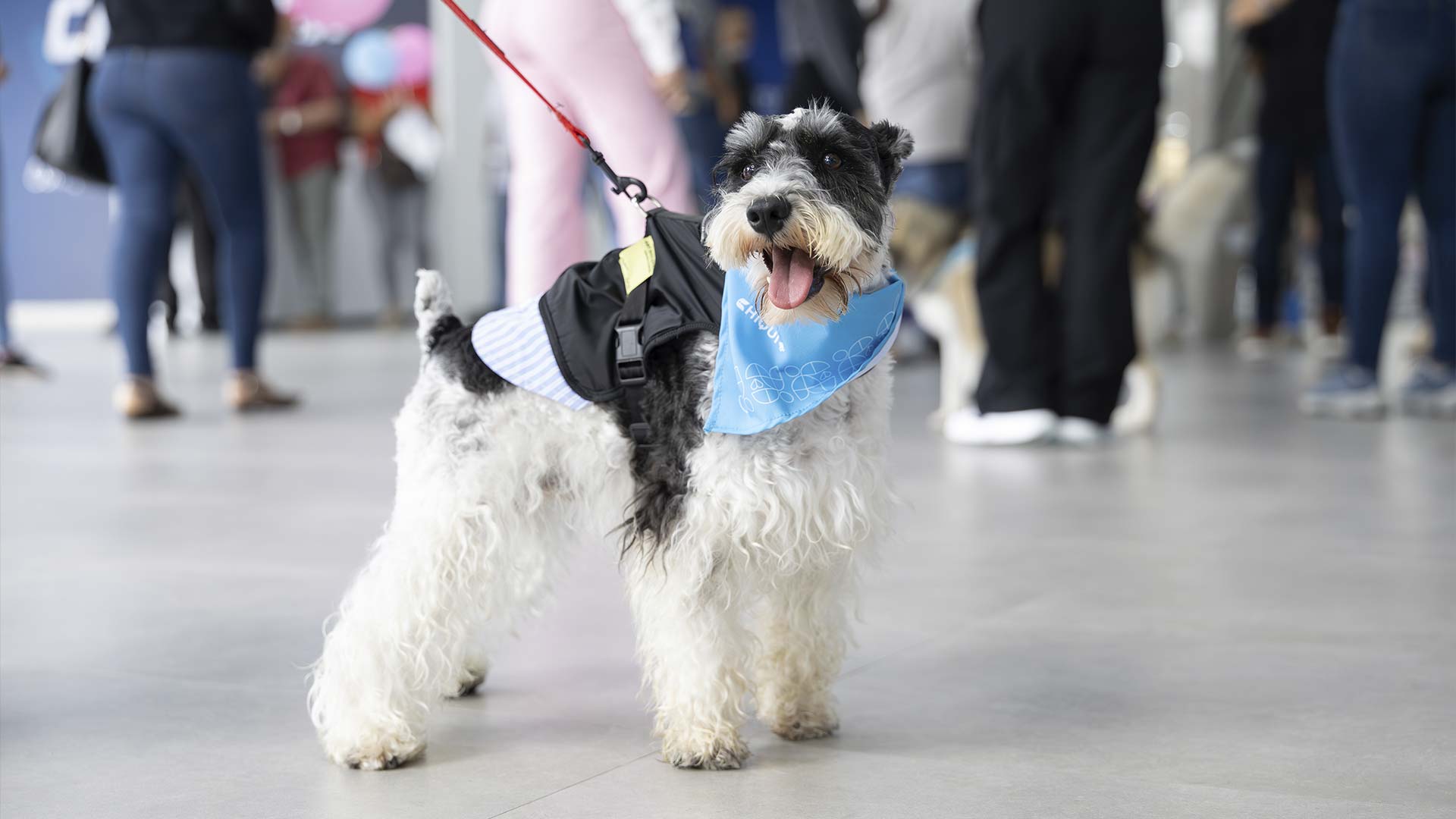 Chiqui+ llegó a Multimax con una icónica pasarela de moda canina