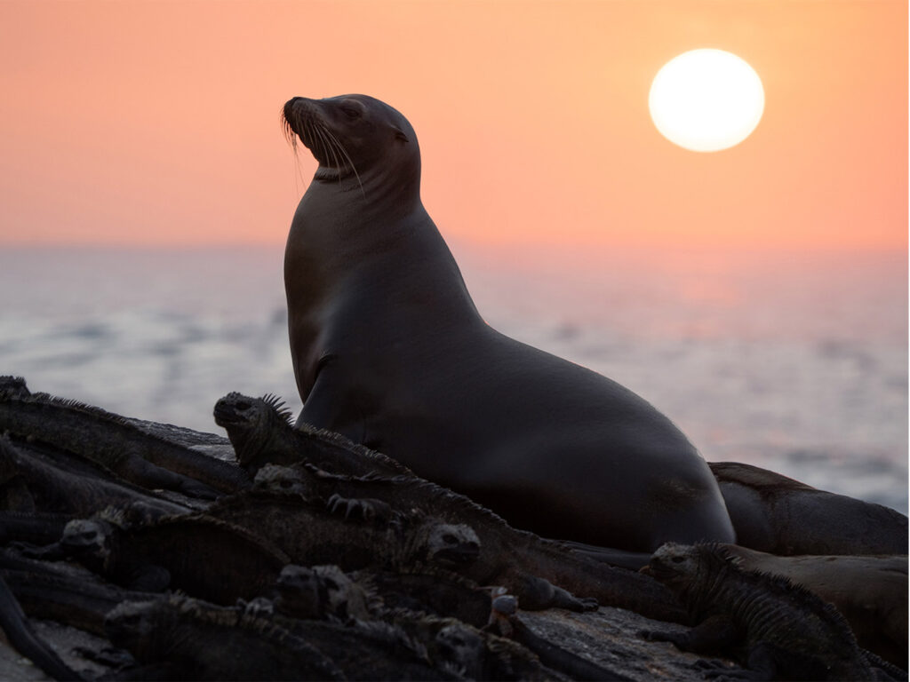 Disney+ estrena Leones Marinos de las Galápagos el 22 de abril