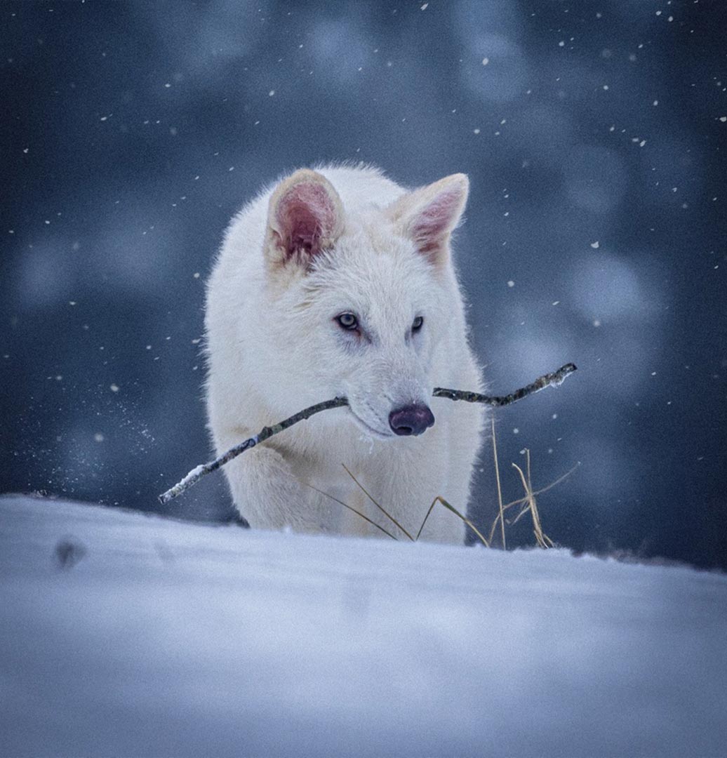 Reviven a los Lobos Terribles, una especie de lobo que vivió hace más de 10 mil años