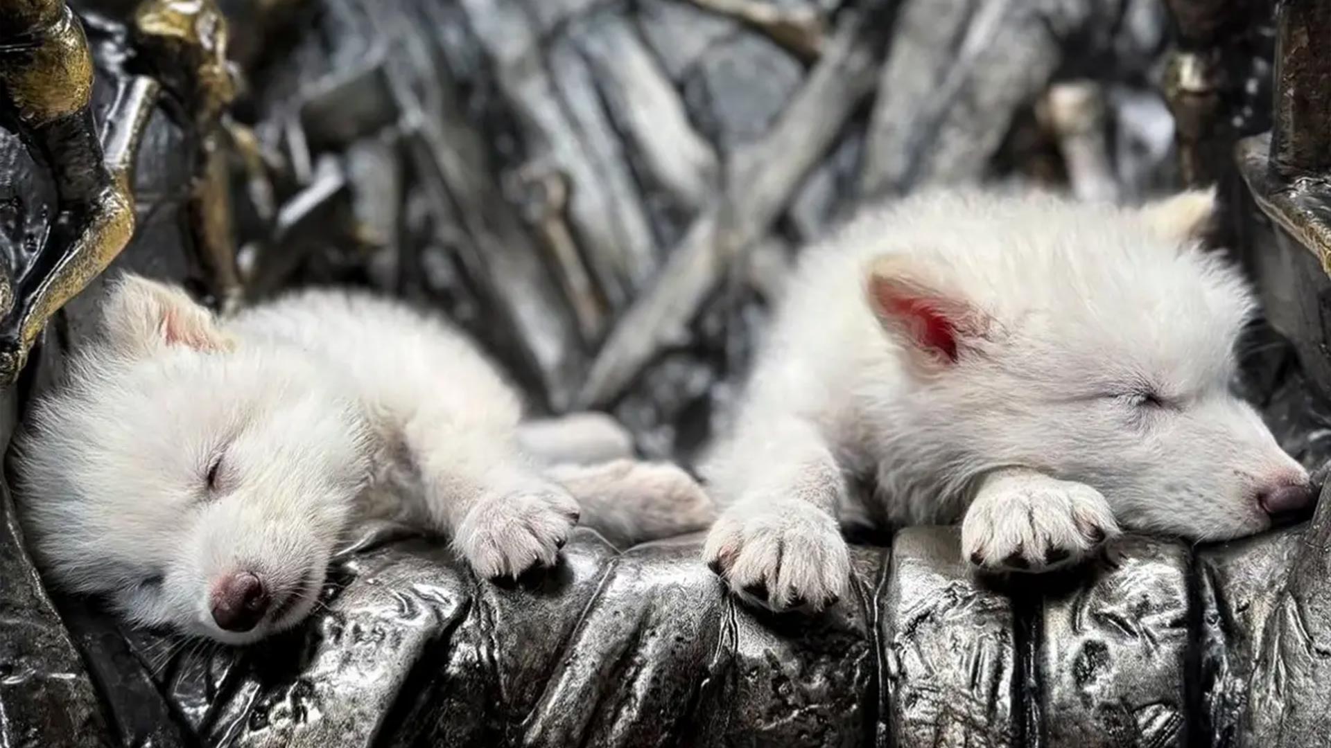 Reviven a los Lobos Terribles, una especie de lobo que vivió hace más de 10 mil años