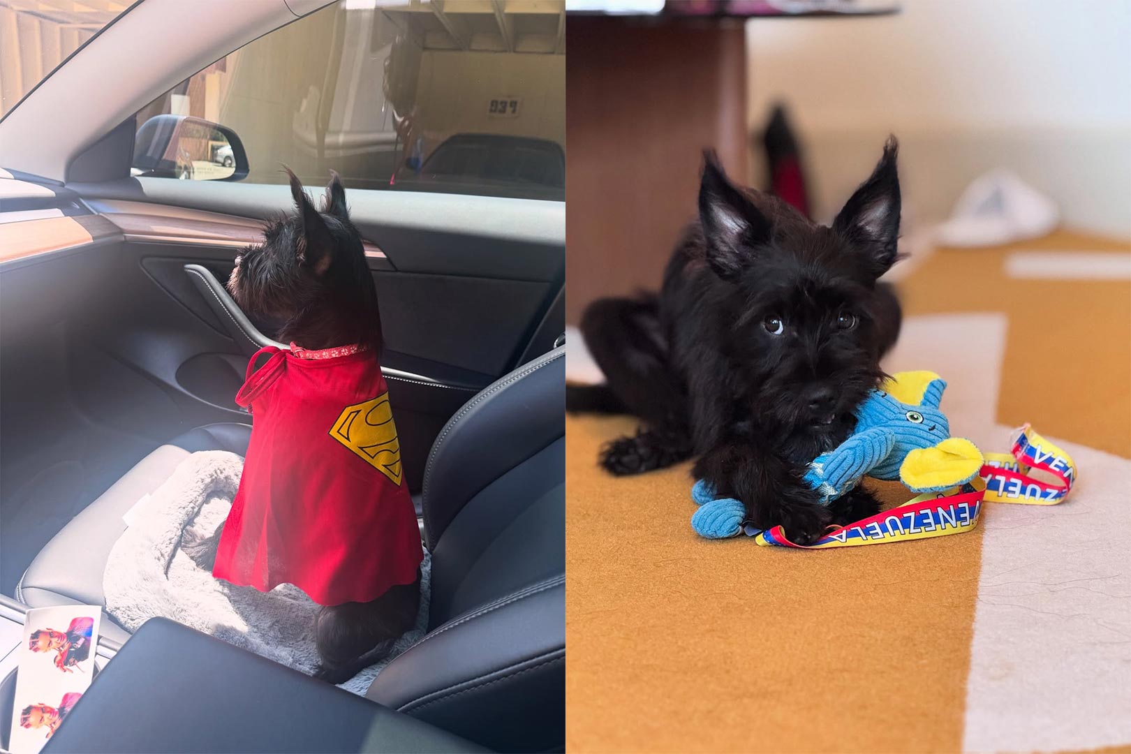 María Gabriela de Faría adopta una perrita en evento de Superman