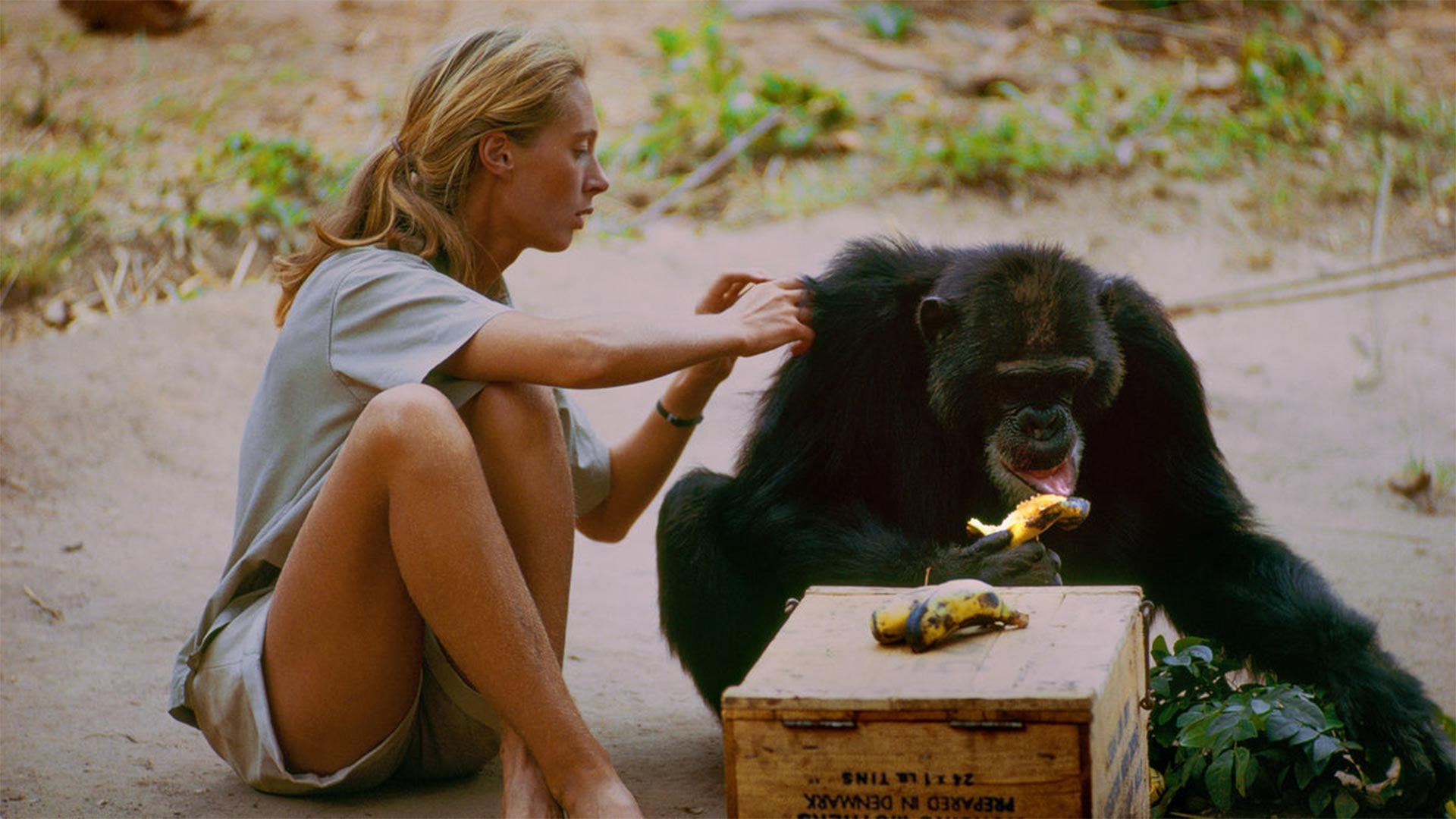Muere la icónica etóloga Jane Goodall a los 91 años en California